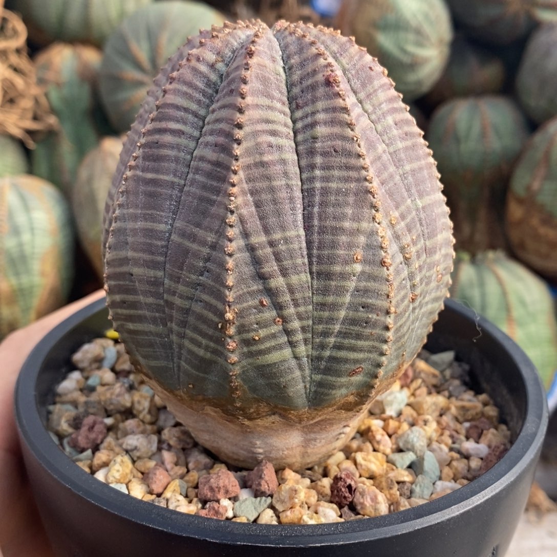 4欧系实生布纹球一物一拍