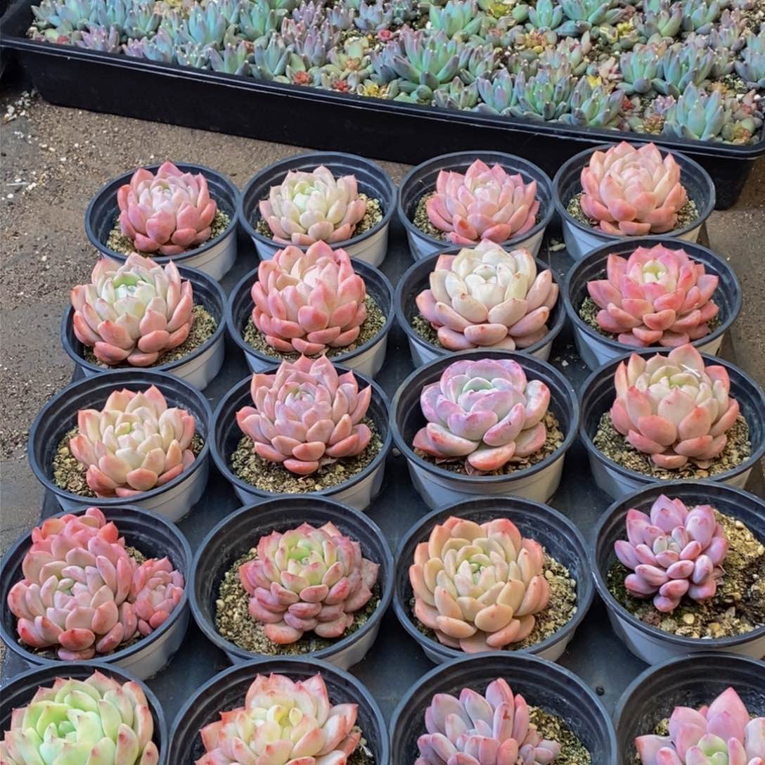 670的人生态度是一