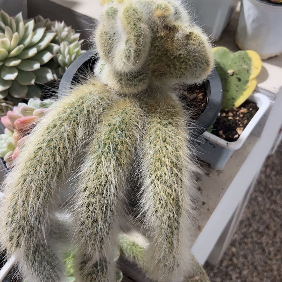 九尾狐多肉植物的