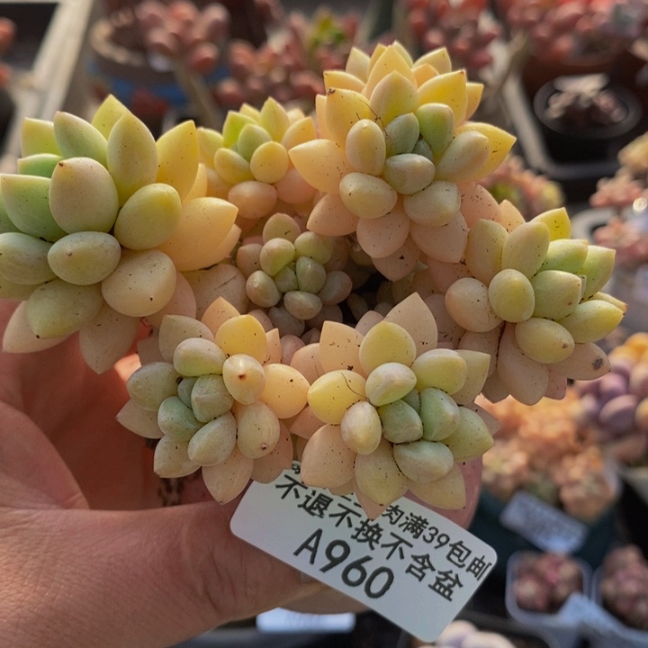 泡泡糖7cm960多肉植物