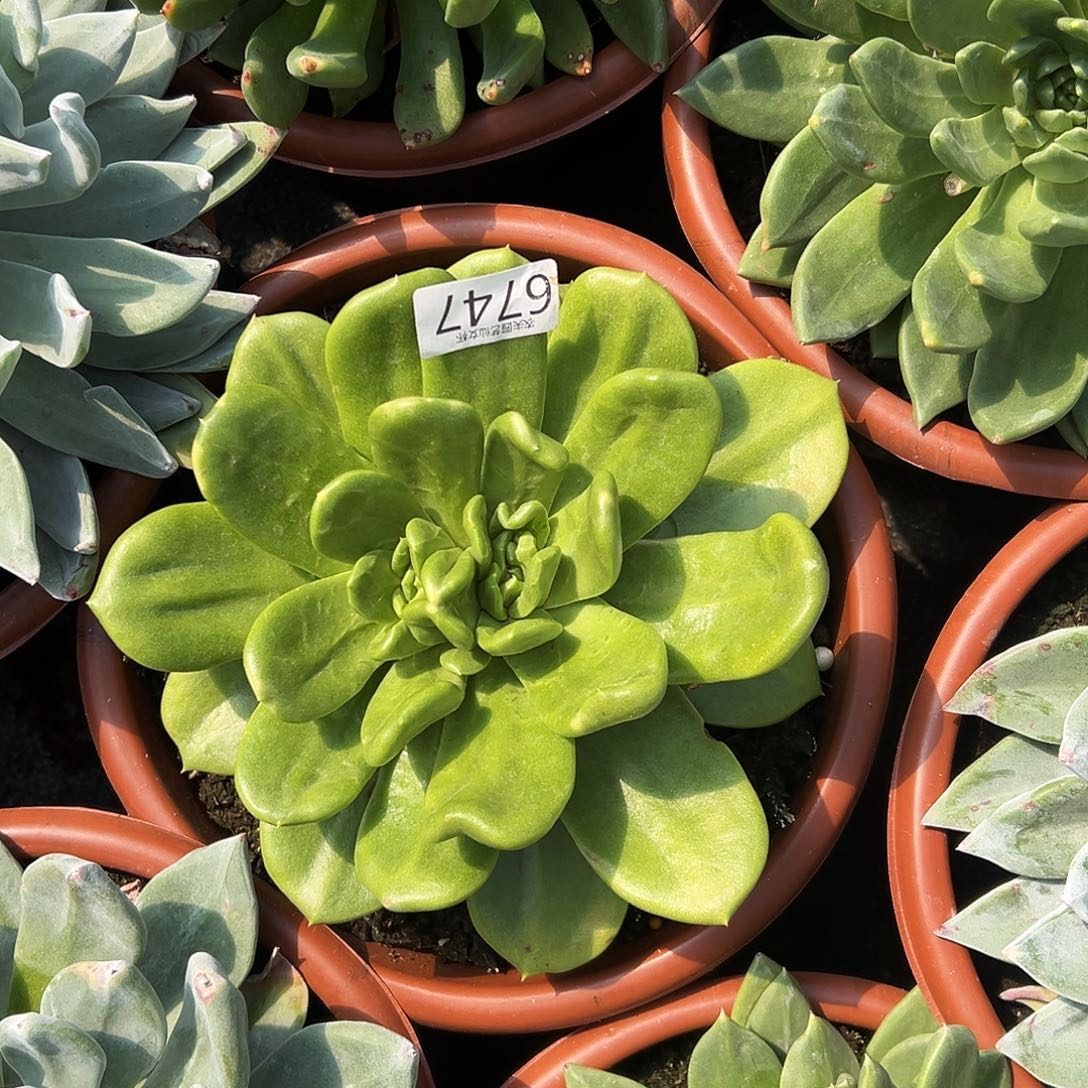 凤*3代杂交仙女杯多肉。