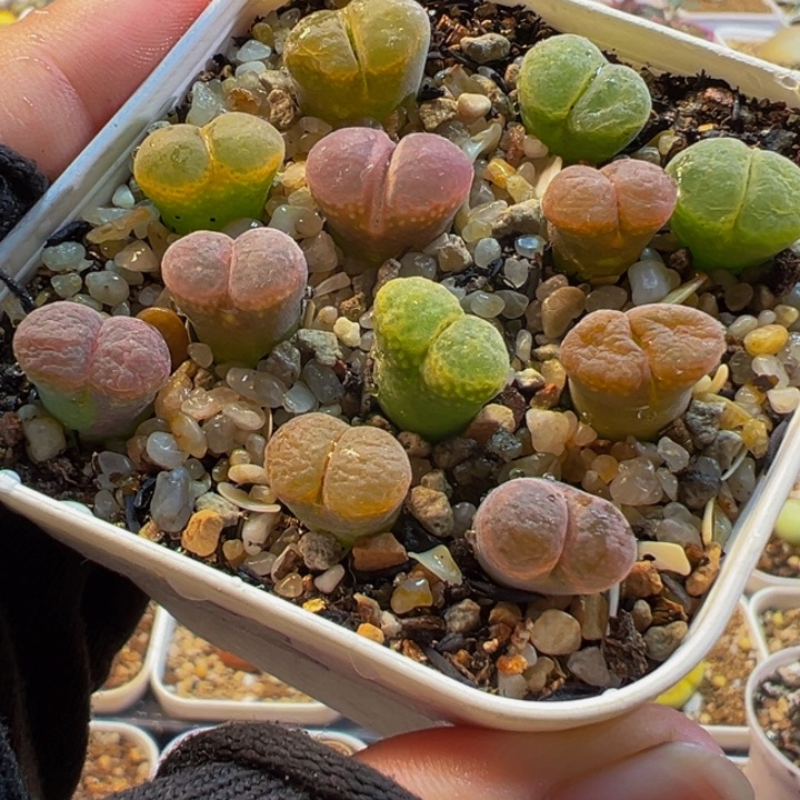 752多肉植物种类多样
