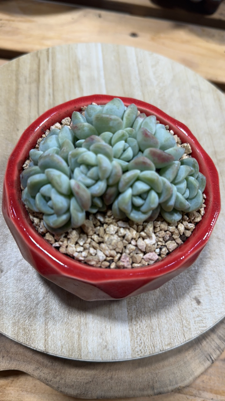 小脸冰玉多头专拍