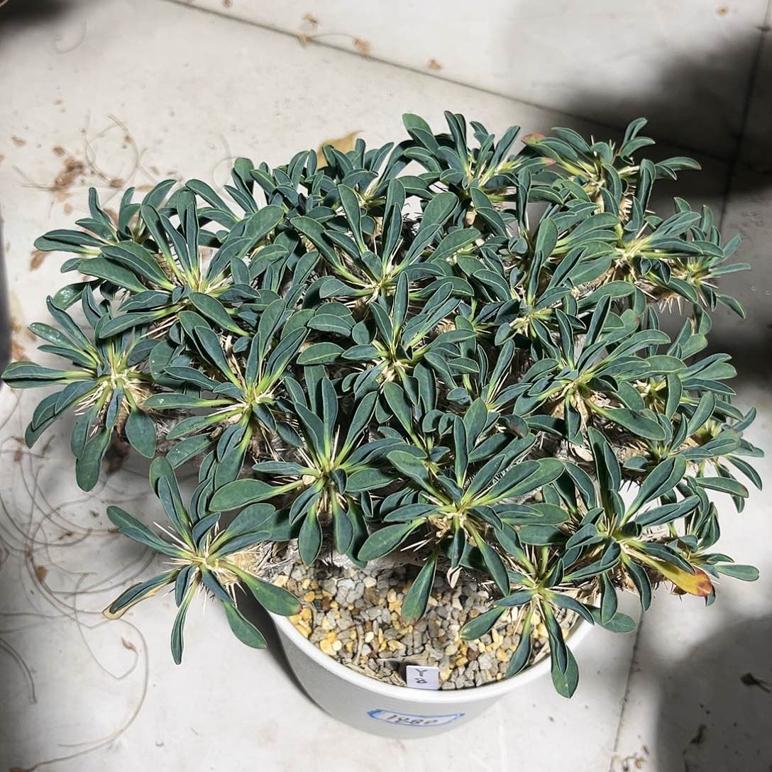 产地熟桩鬼切阁，潮流植物