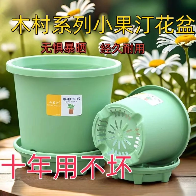 新疆包邮  小果汀花盆