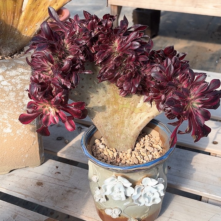 法师法师法师033