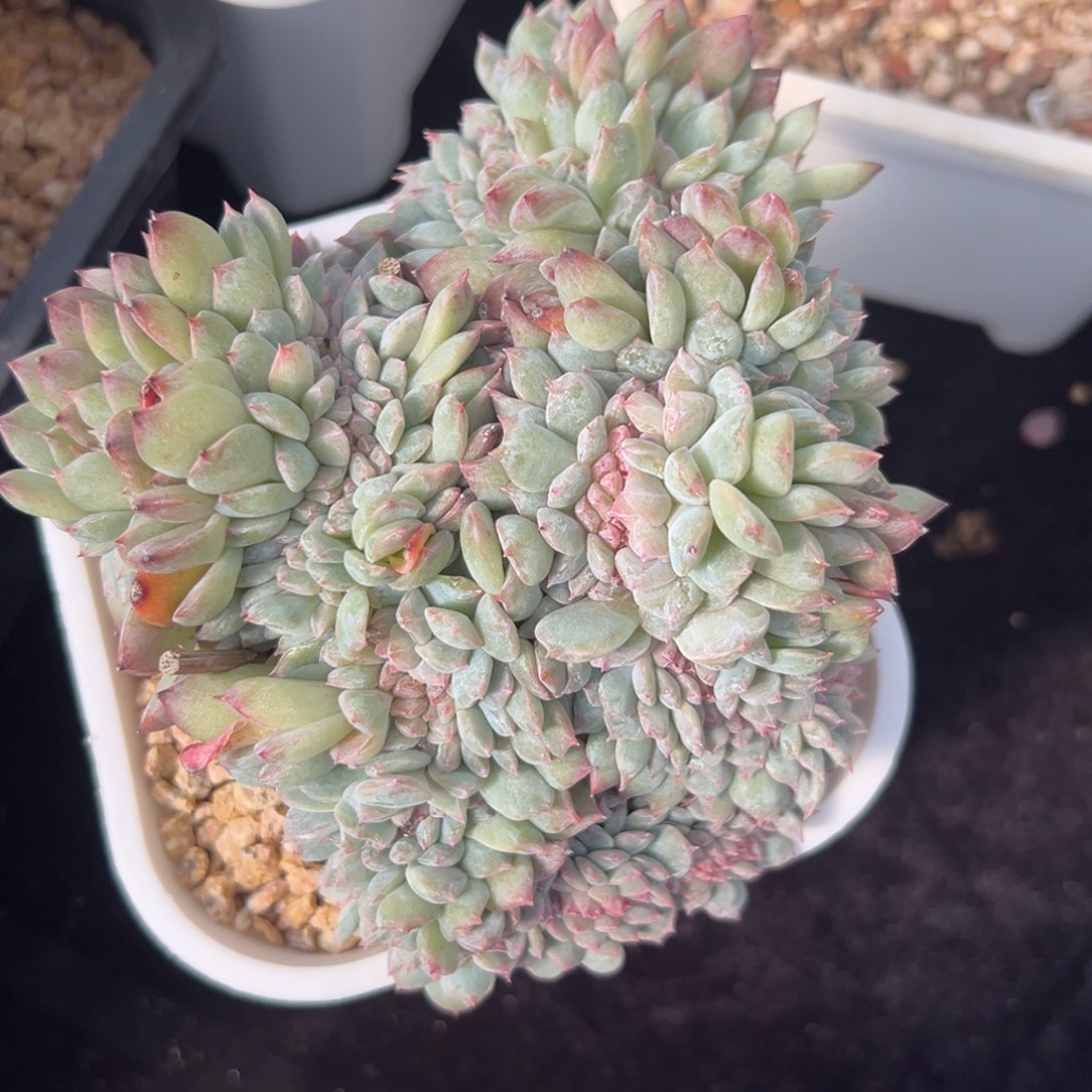  新年快乐新年快乐