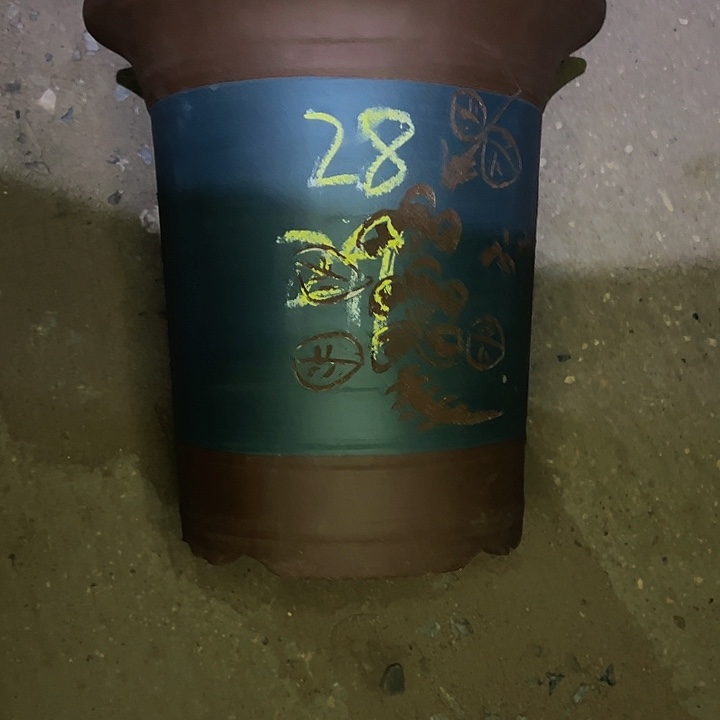 红陶紫砂工艺厂……紫砂工艺厂