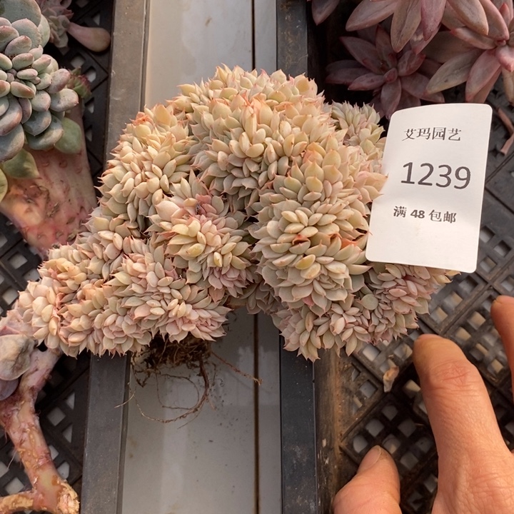 雪域蓝巴黎缀多肉多肉239