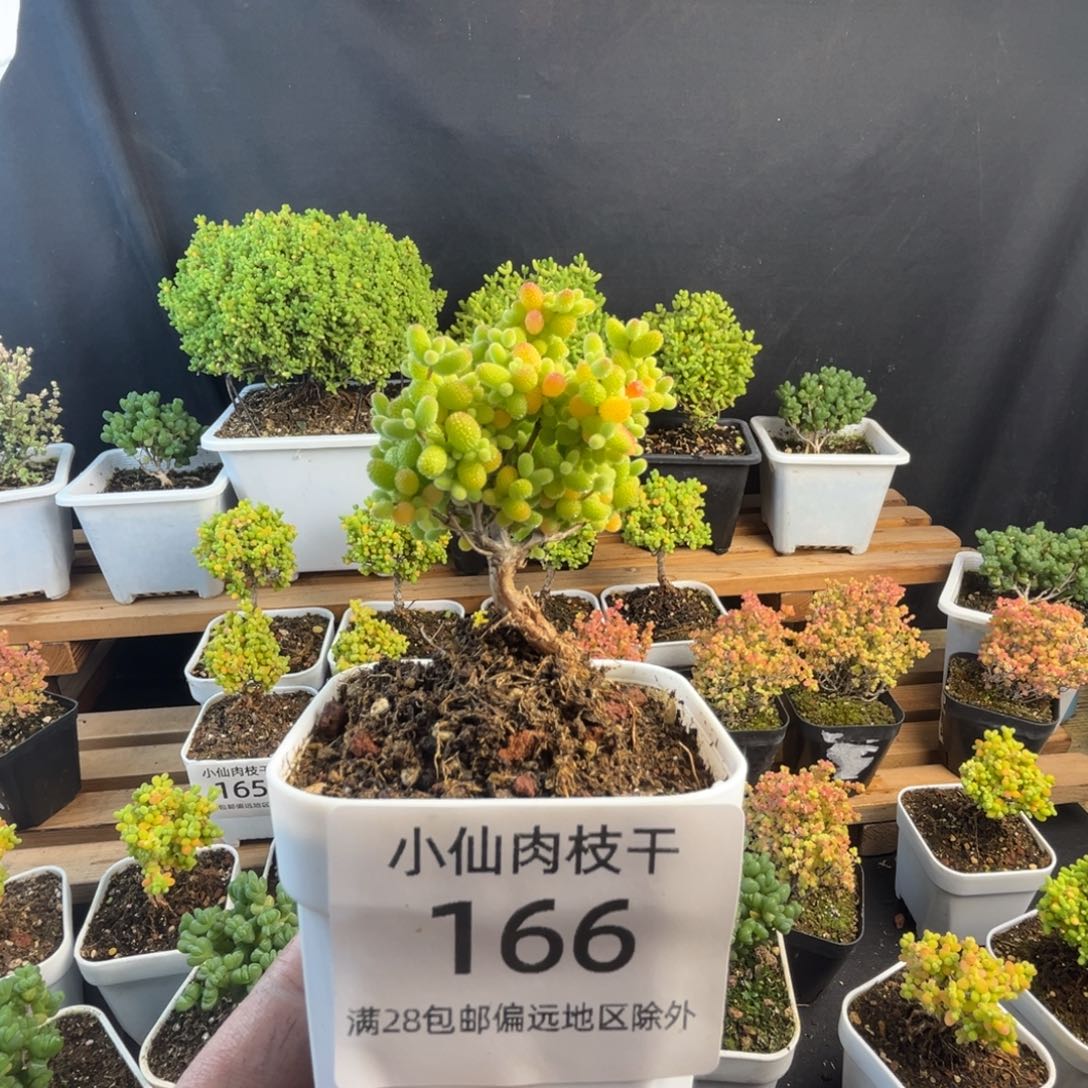 166枝干番杏小老桩金桔