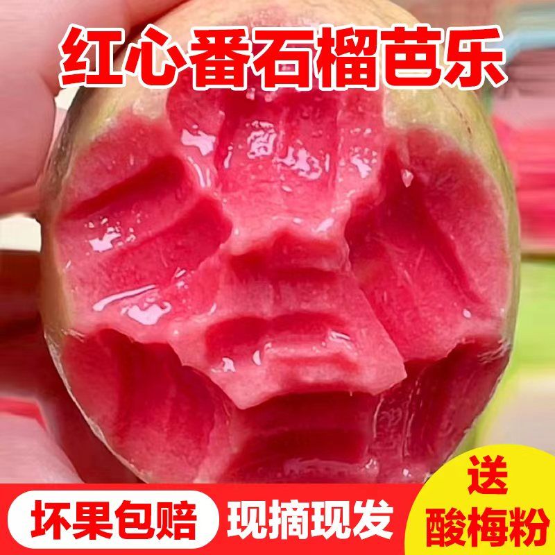 海南树上熟白心奶油红心芭乐整件净重1.5公斤