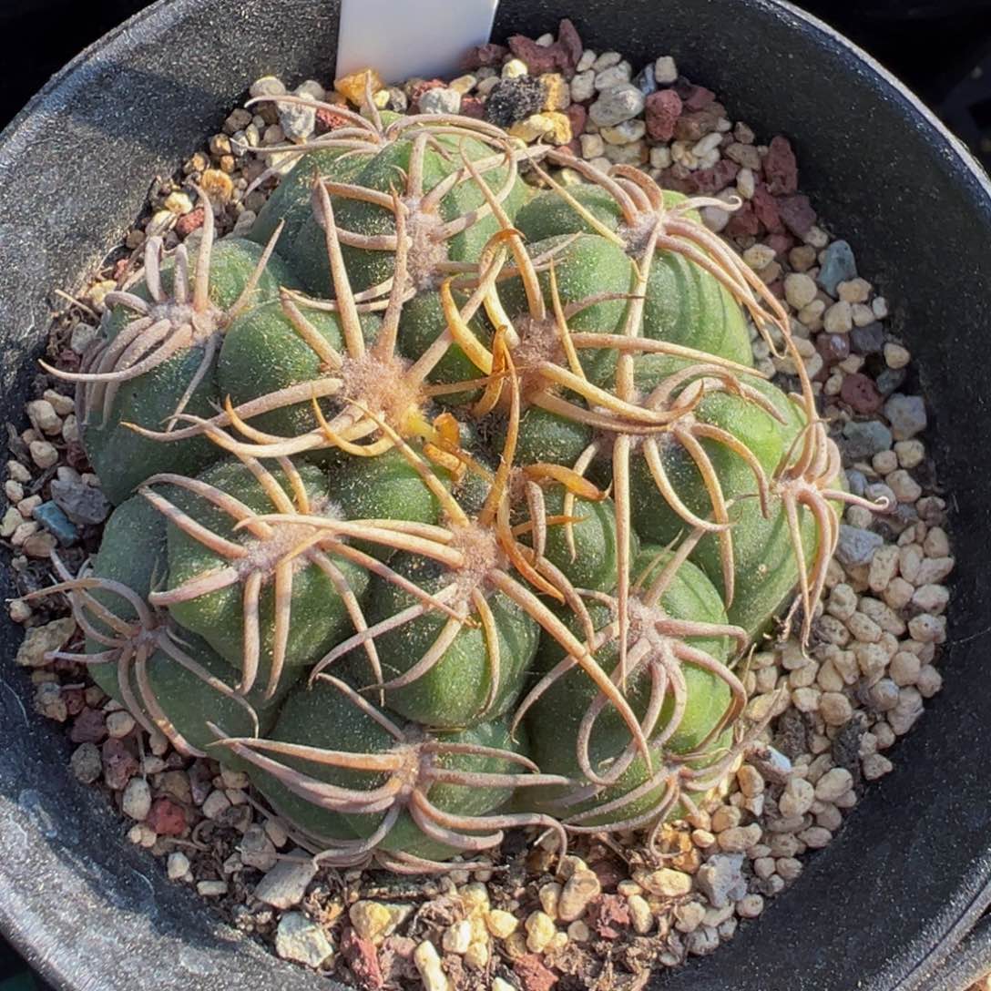 027实生根高木海王仙人球多肉植物带盆土