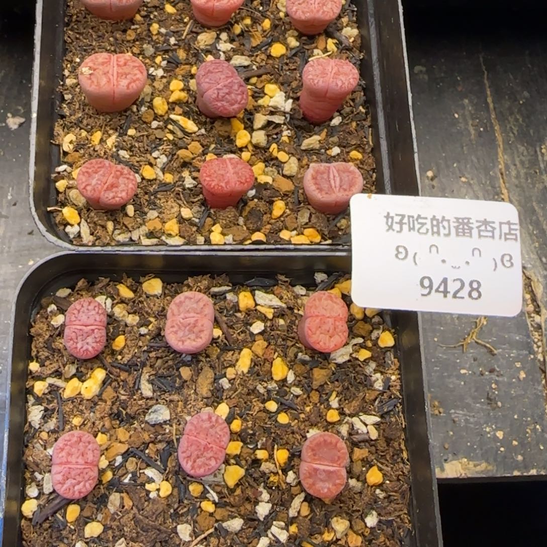 富****9428。默认脱土。18包邮。偏远88包邮