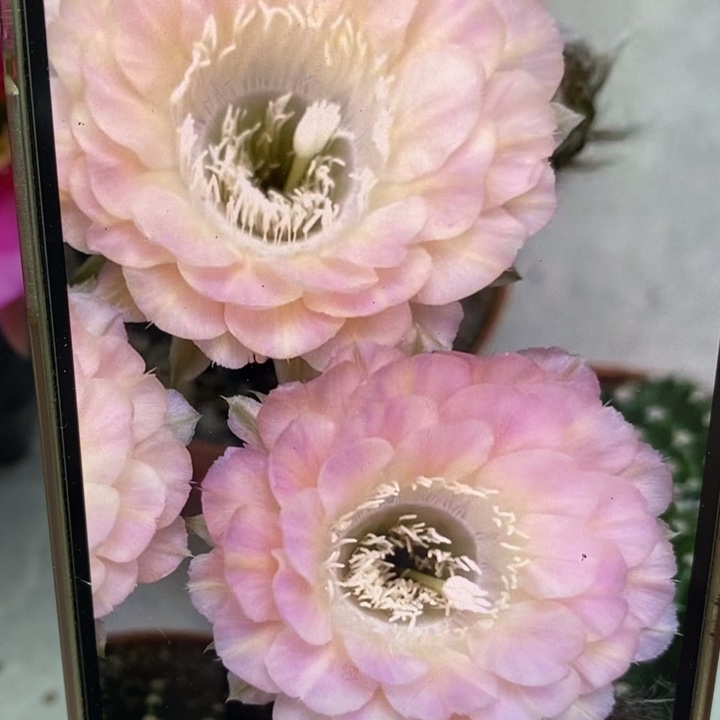 彩草重花侧芽3公分左右