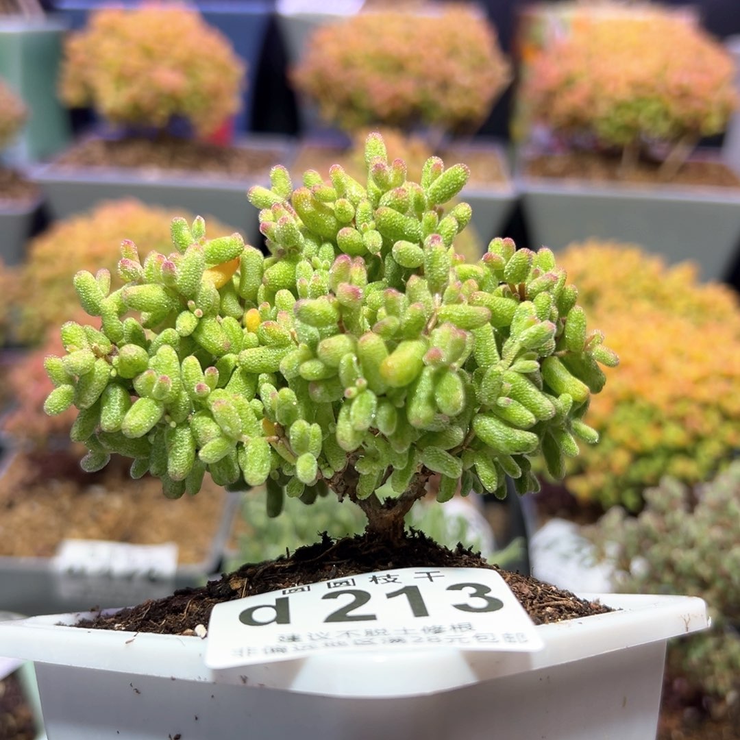 d213糖球白糊斑锦枝干番杏