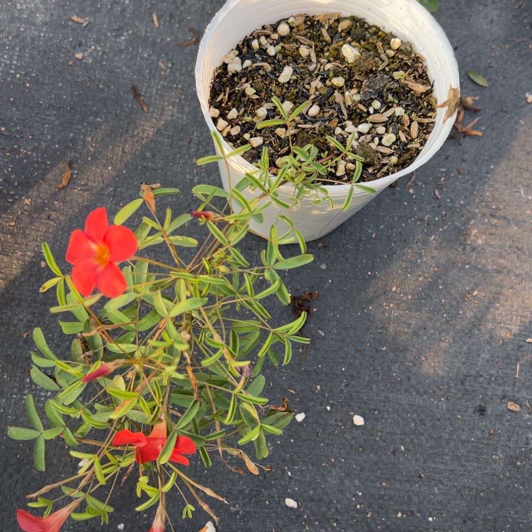 *****完全开放火山盆栽苗一盆