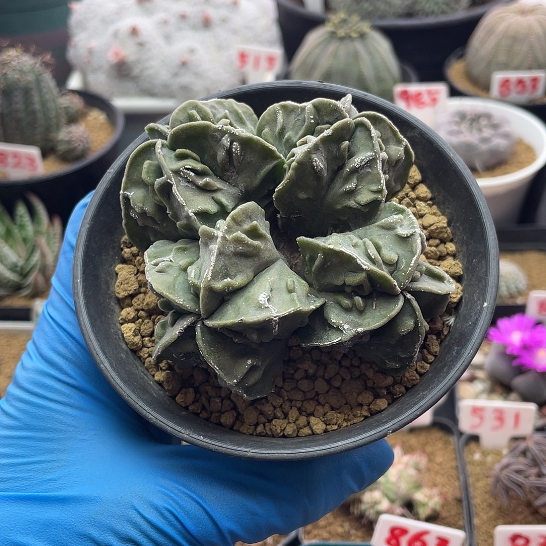 实生四头大核桃鸾凤玉