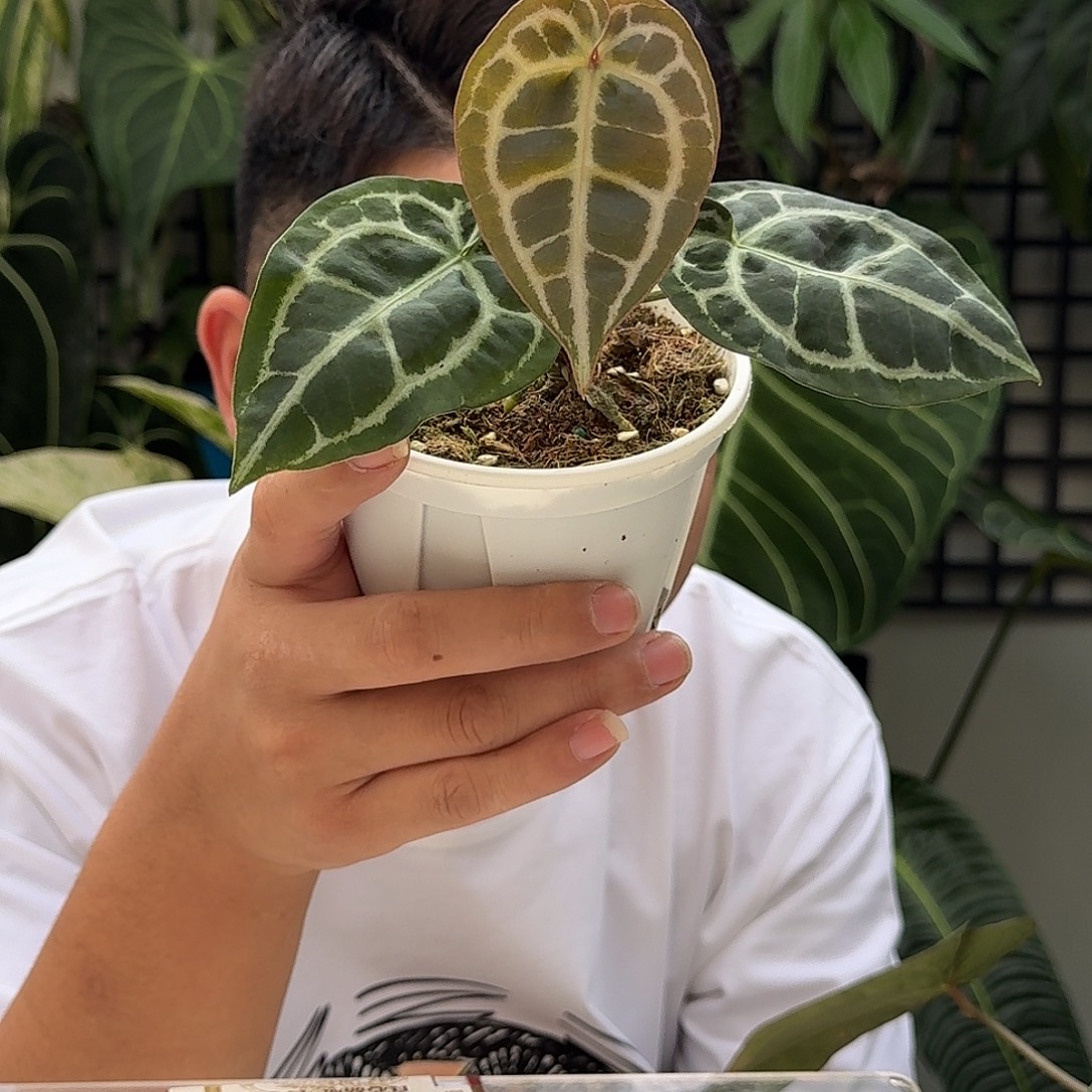 完全开放V175黑铜杂小钻石