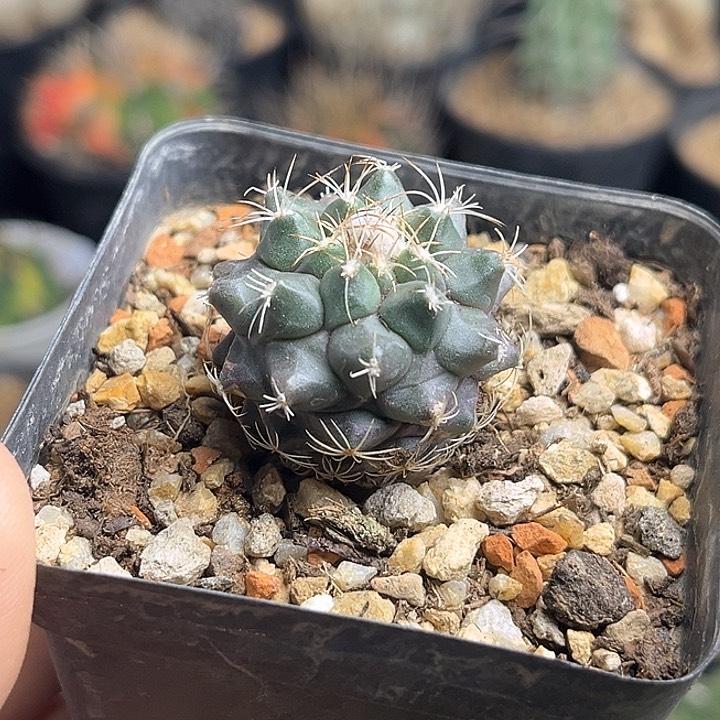 娇丽母本开花株3.2公分