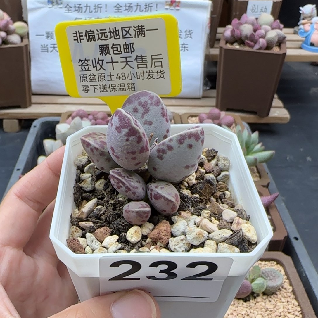 232艾薇蛋多肉植物