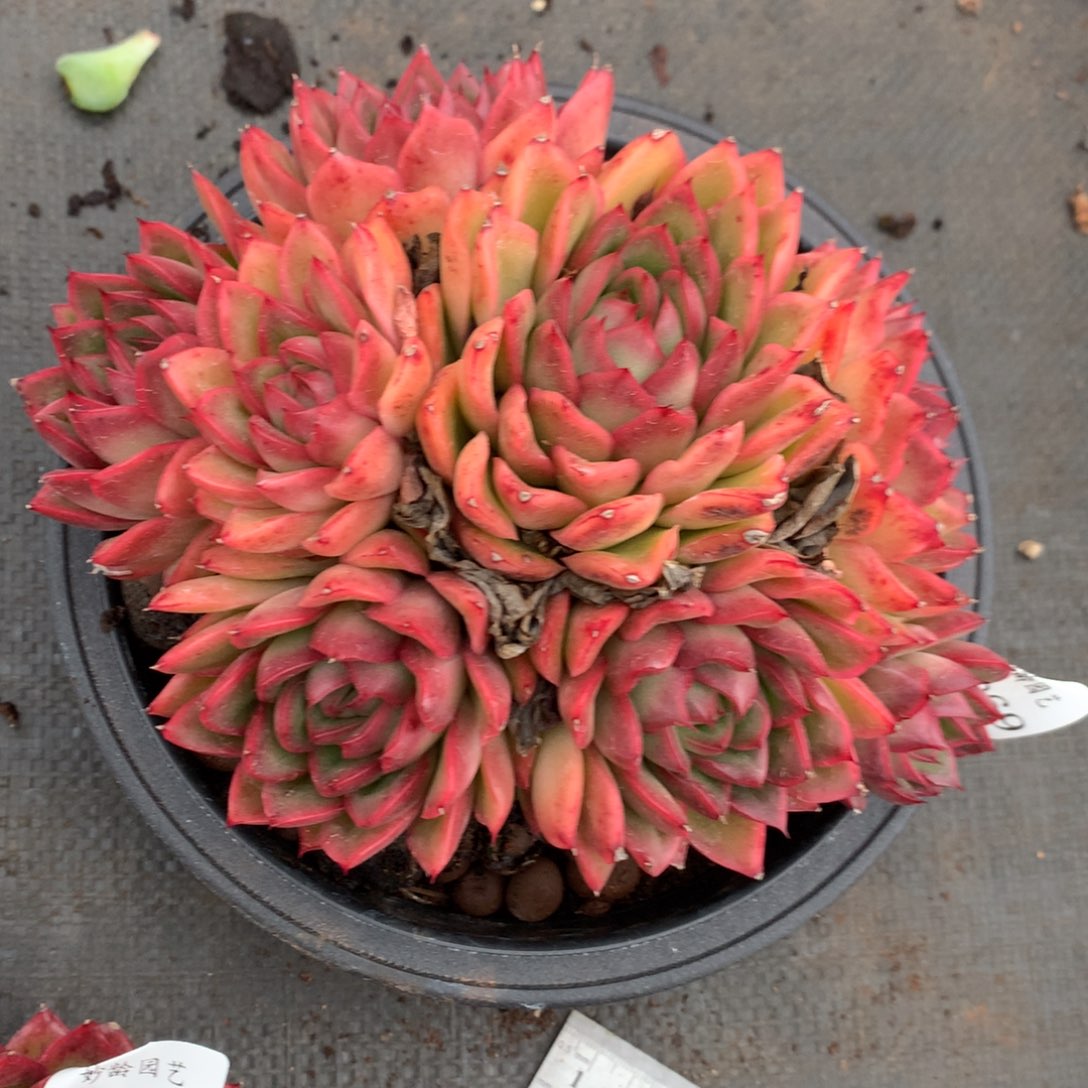 2969杂交多肉植物