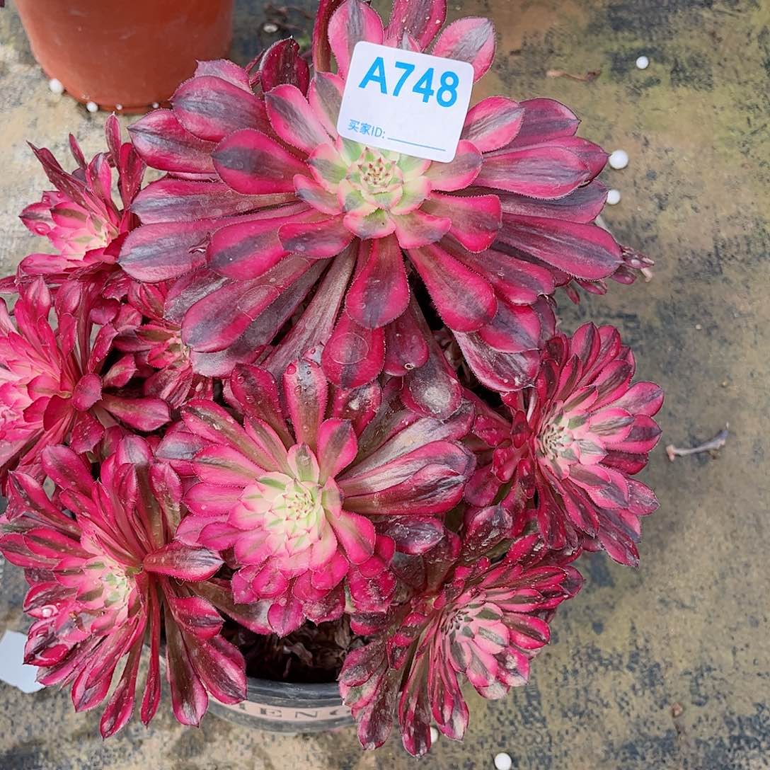 多肉植物红同白748