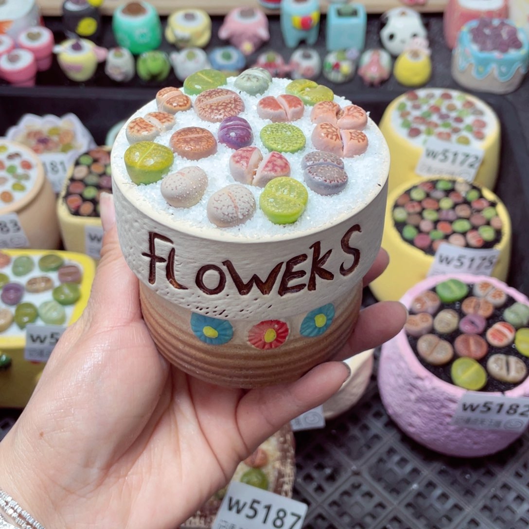 w5188 带盆土发货-零下地区拍保温箱