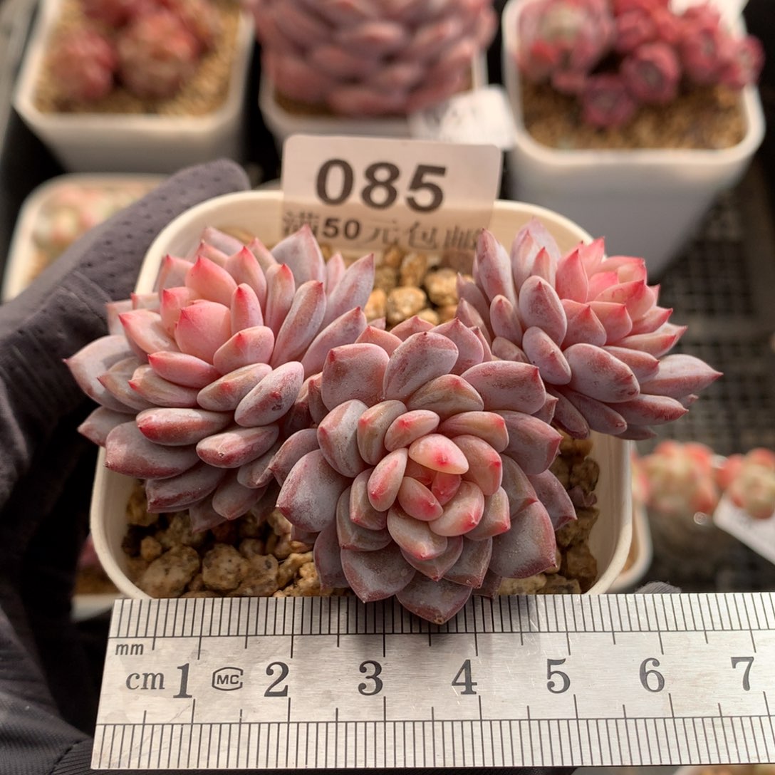 85。小树桩玉芙蓉三头。