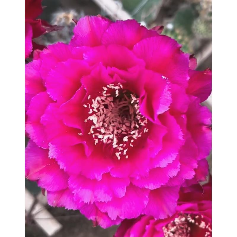 自根月轮彩草，尺寸以直播间为准，环境不同开花不同，介意勿拍