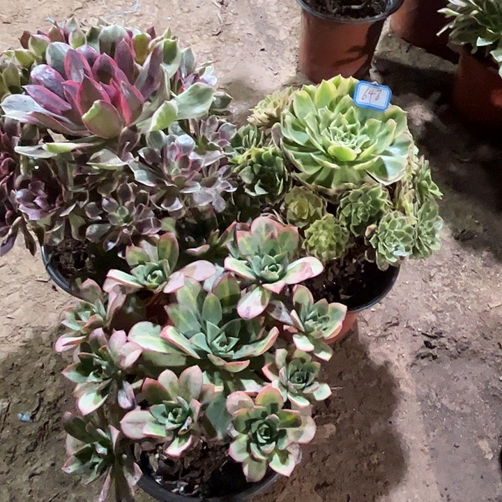 648多肉植物瑕疵特价，