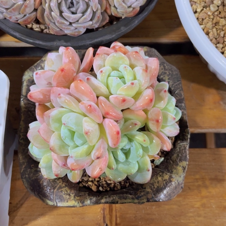 美慕花坊，一物一拍。