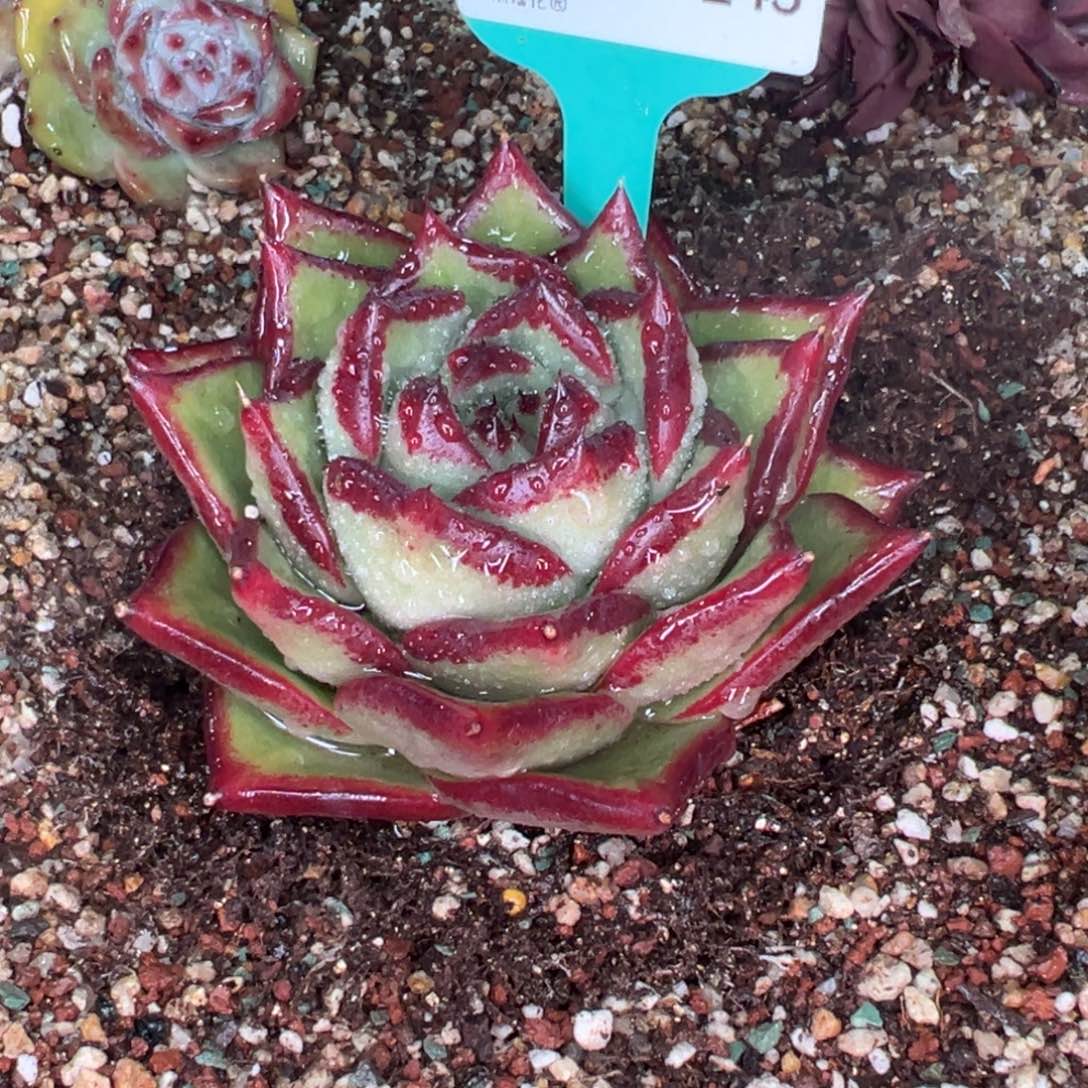 从前慢多肉精选编号0123.243