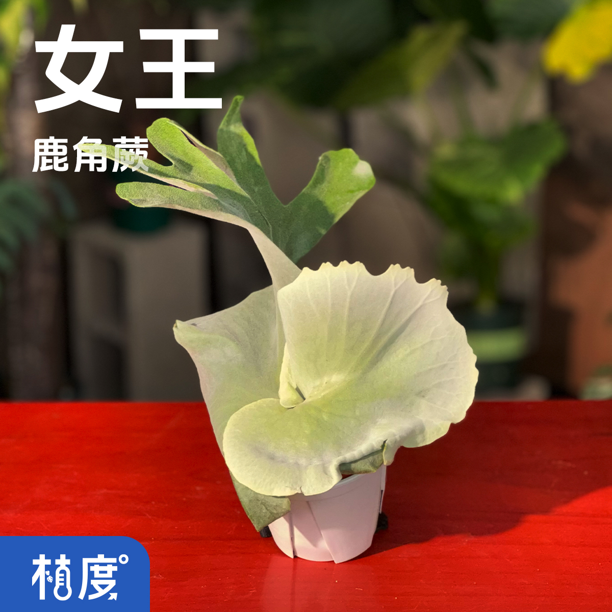 【植度 | 女王鹿角蕨】优雅分叉似鹿角 空气感与野性美的完美结合