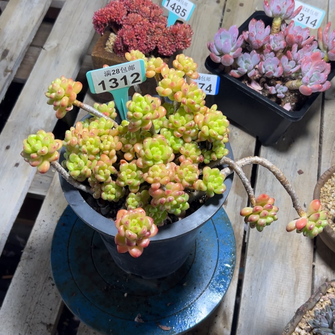 1312香格里拉，有断头，冠服20