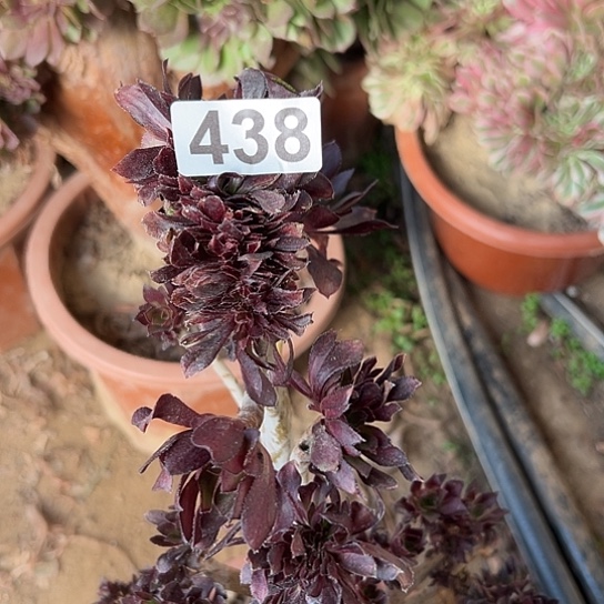 心***吧多肉植物一个黑法