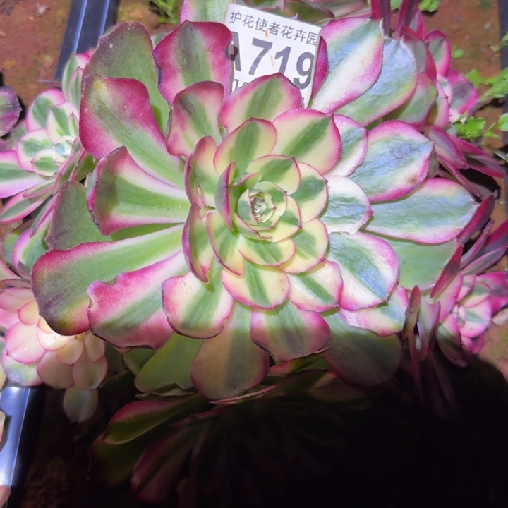 多肉法师倾城朵朵