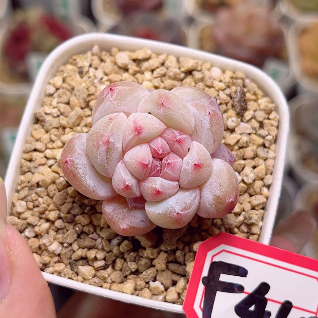 F410铁锤甜心一物一拍