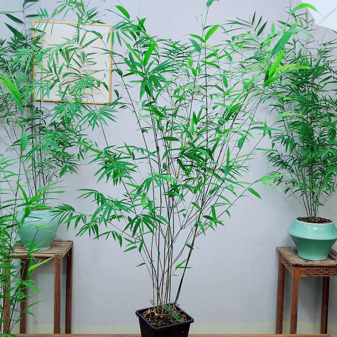 不开花植物内门竹