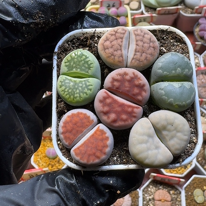 糯***.生石花3:：：。    596号