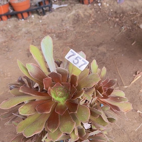 泰***刘多肉植物一个恶魔之吻