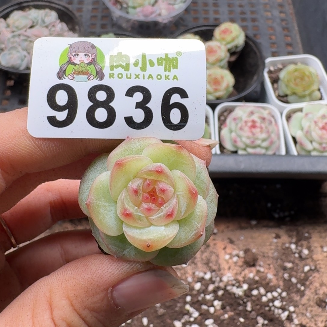 b***o多肉植物多肉植物