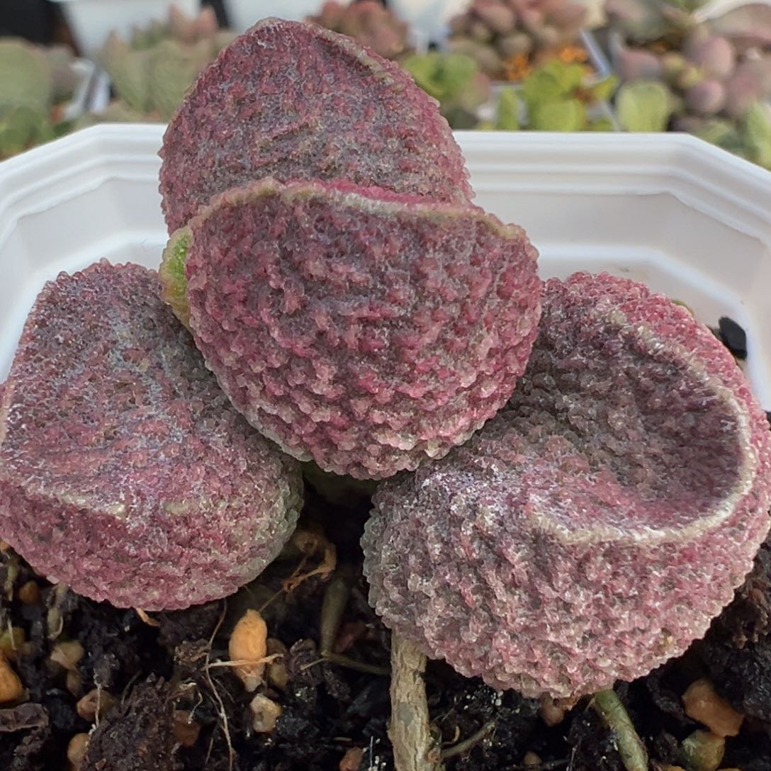 实生新品多肉植物水泡多肉植物水泡