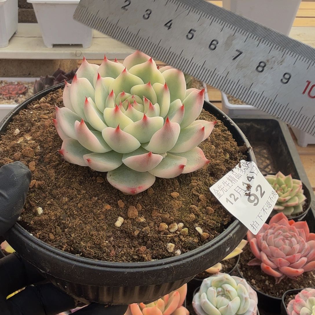 1214-92吉娃娃锦单头