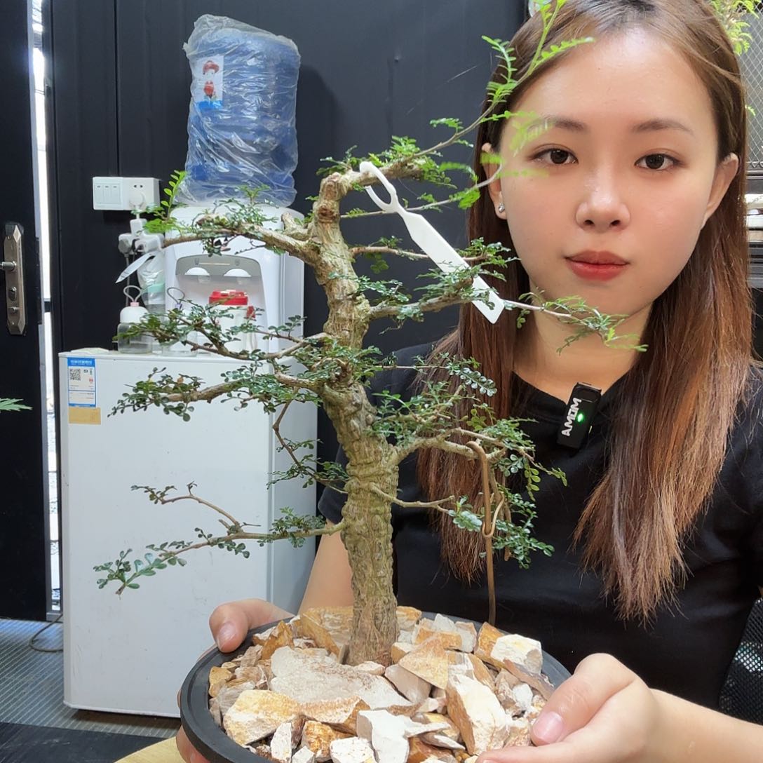 列加漆树带盆土。