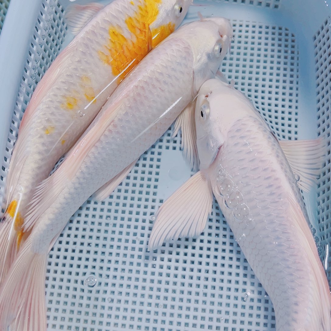 海水鱼锦鲤观赏鱼