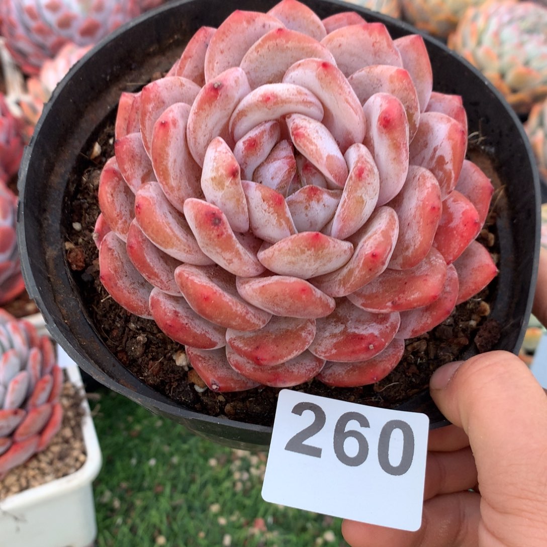 260橙子多肉植物