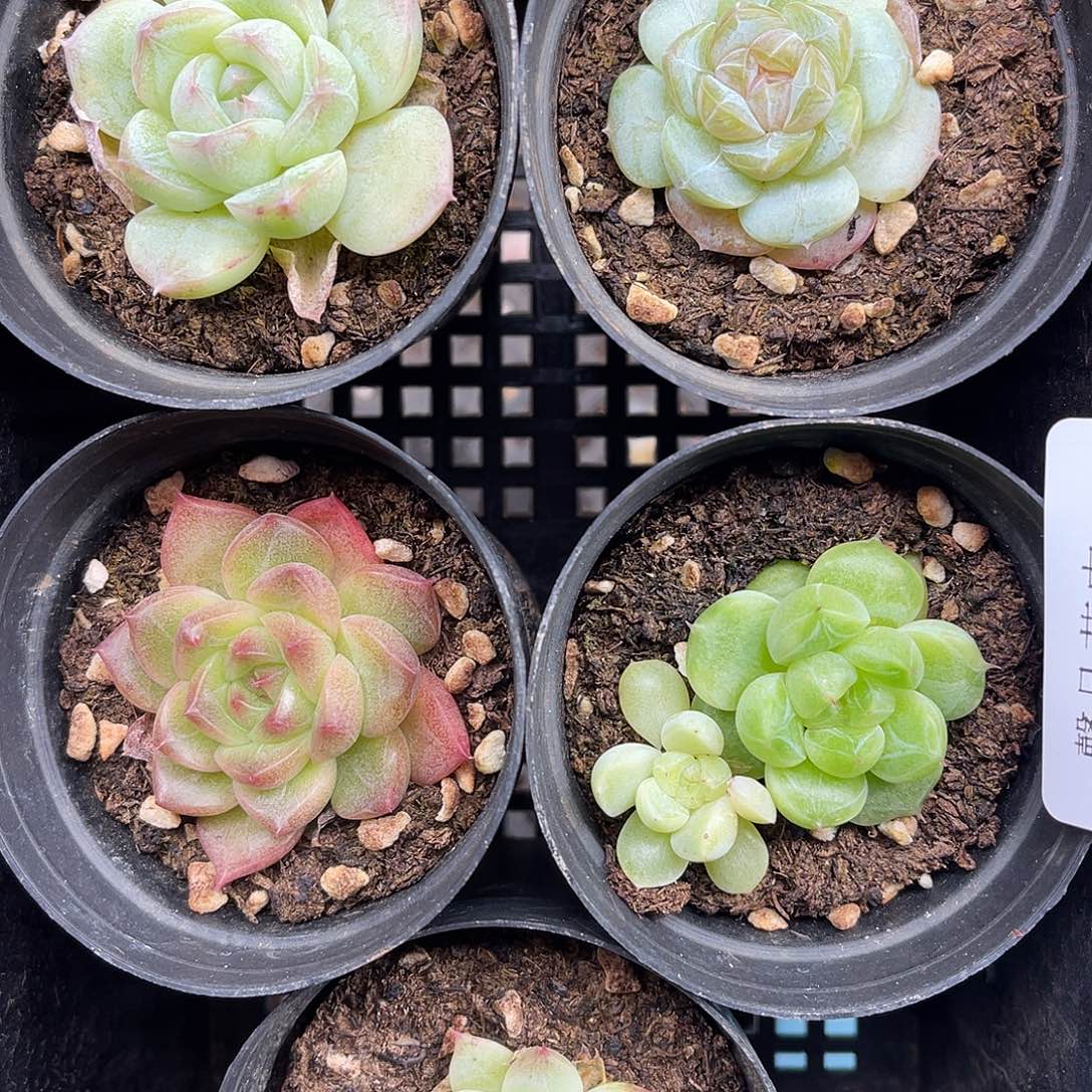 多肉一物一拍9-195