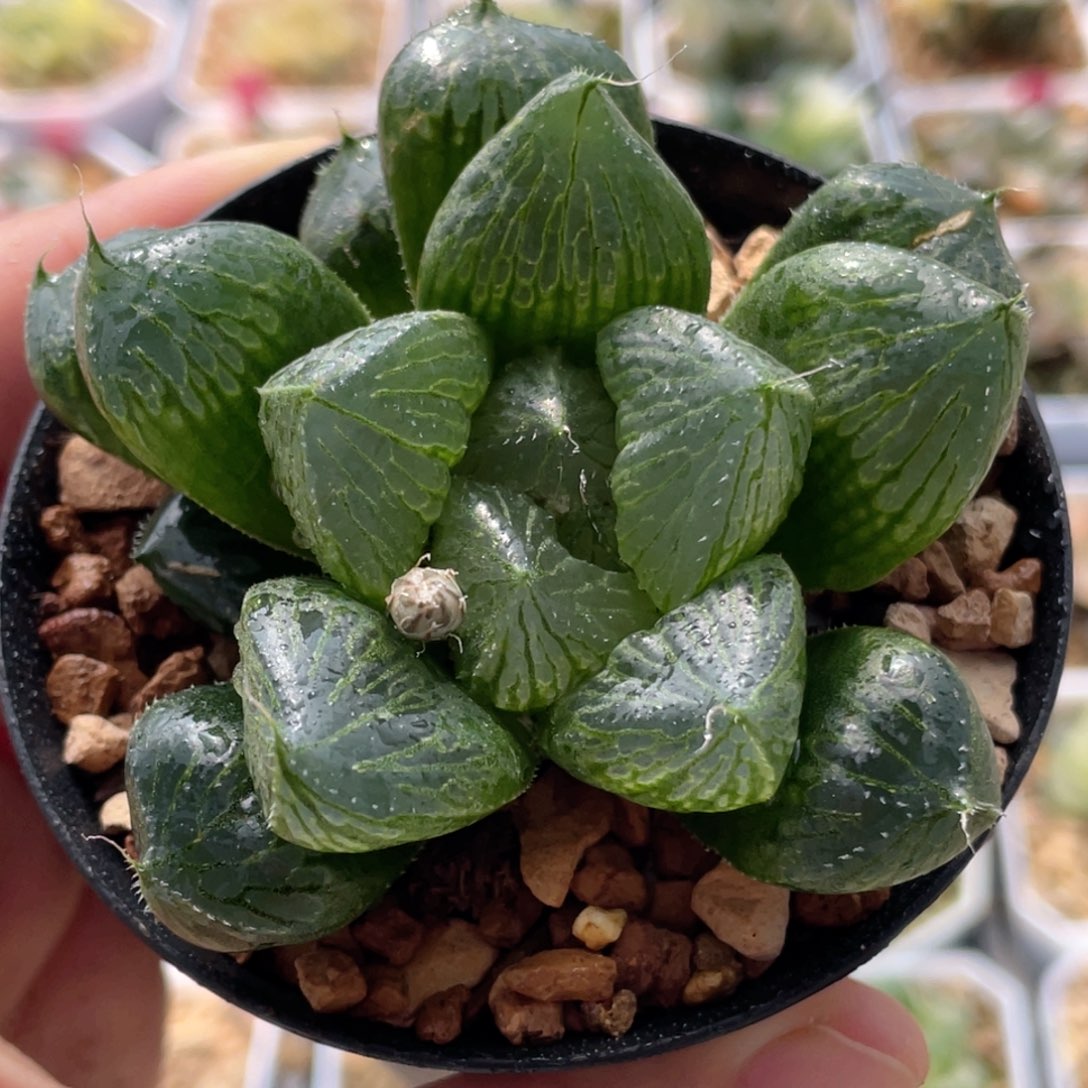 29三仙寿 十二卷多肉20包邮