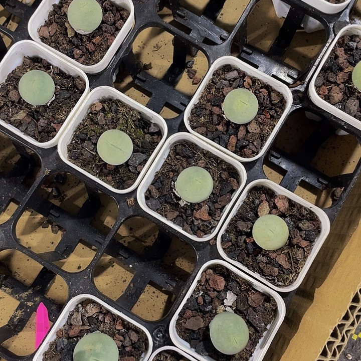 鸽子蛋带盆土发货