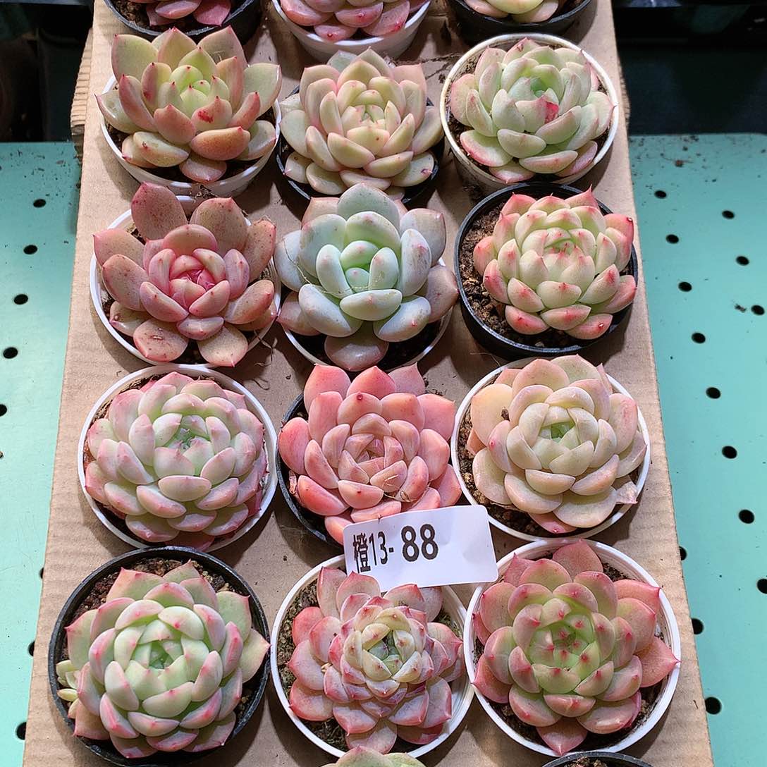 13-88一物一拍带盆18颗。